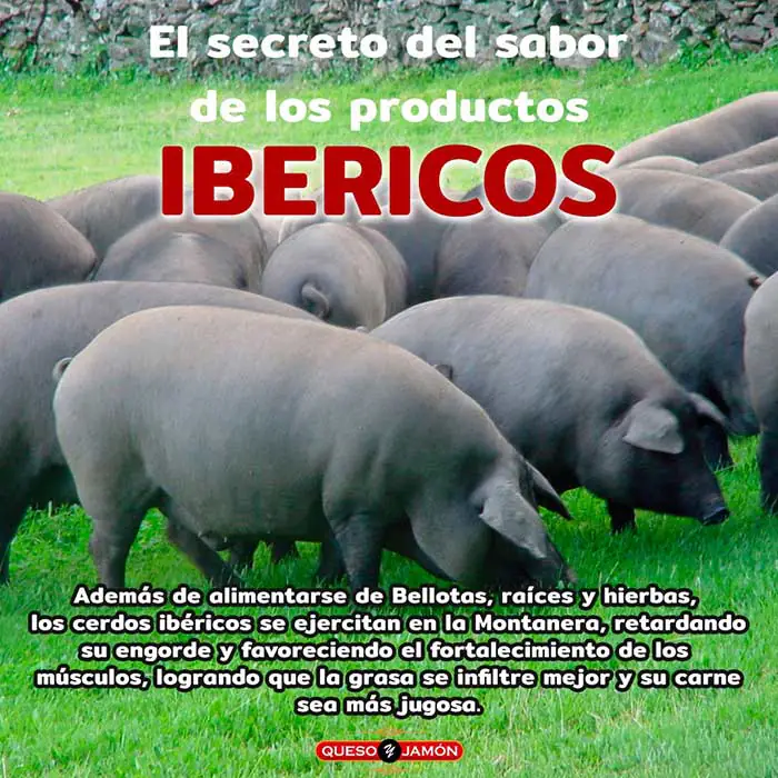 Origen Jamon Iberico de Bellota