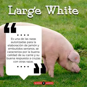 beneficios del jamon serrano